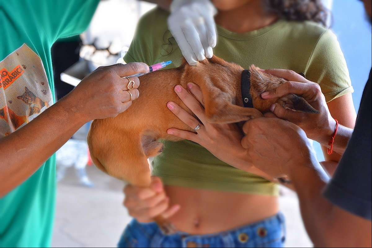 Vacinação contra raiva para cães e gatos começa nesta segunda-feira; veja horários